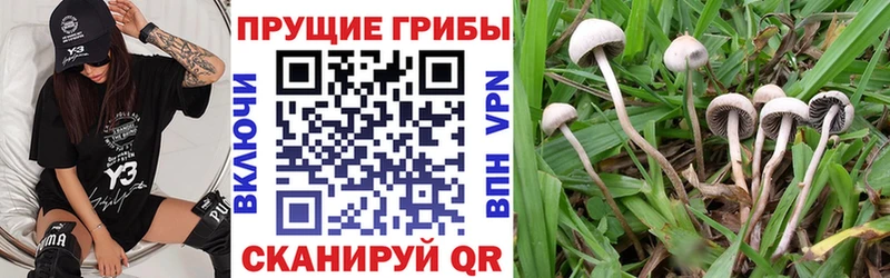 Купить  Жигулёвск  Галлюциногенные грибы MAGIC MUSHROOMS 